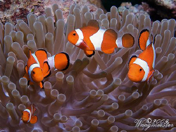 Clown Anemonefishes (Amphiprion ocellaris) - Moyo island,... by Marco Waagmeester 